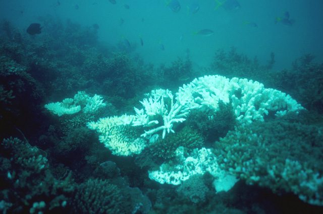 Grande Barriera Corallina, quasi perse le speranze: il grido di allarme degli scienziati