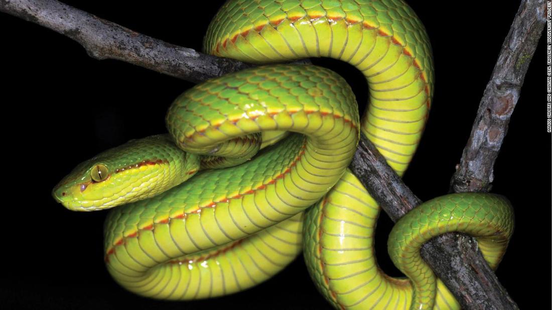 Scientists discover a new snake and name it after Salazar Slytherin - CNN