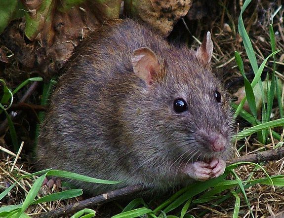 Why Rodents Can’t Throw Up, In Case You Were Wondering  | Smart News      | Smithsonian Magazine