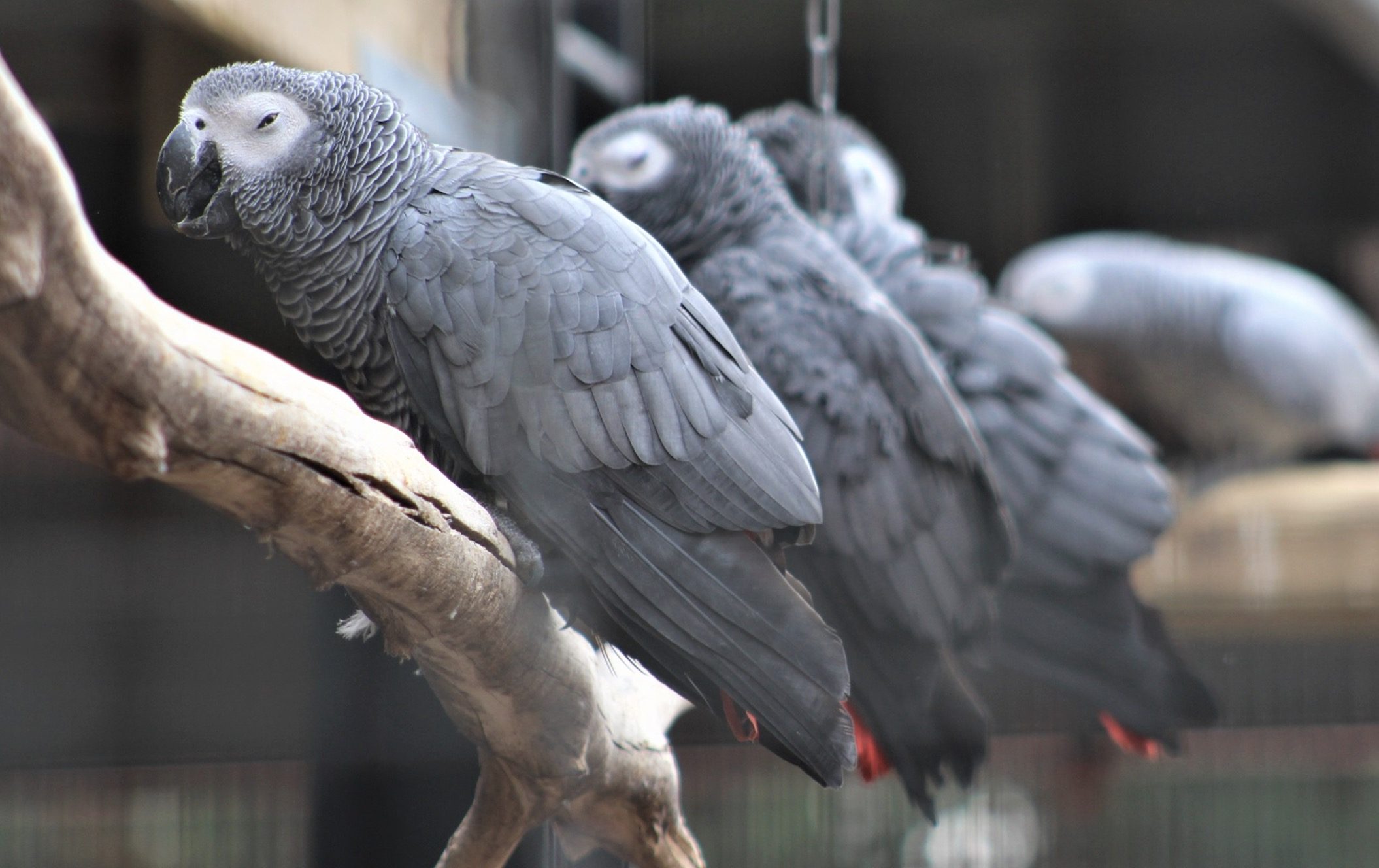 Pappagalli bulli si radunavano per insultare i turisti dello zoo: addetti costretti a separarli