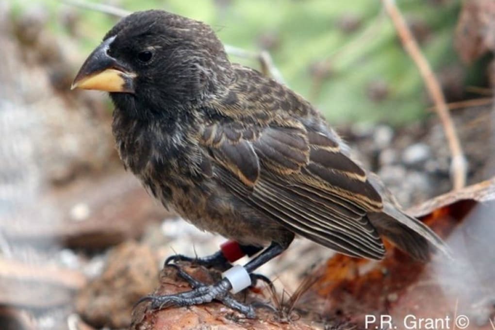 Scoperta una popolazione di fringuelli delle Galapagos nell'atto di diventare una nuova specie -  Focus.it