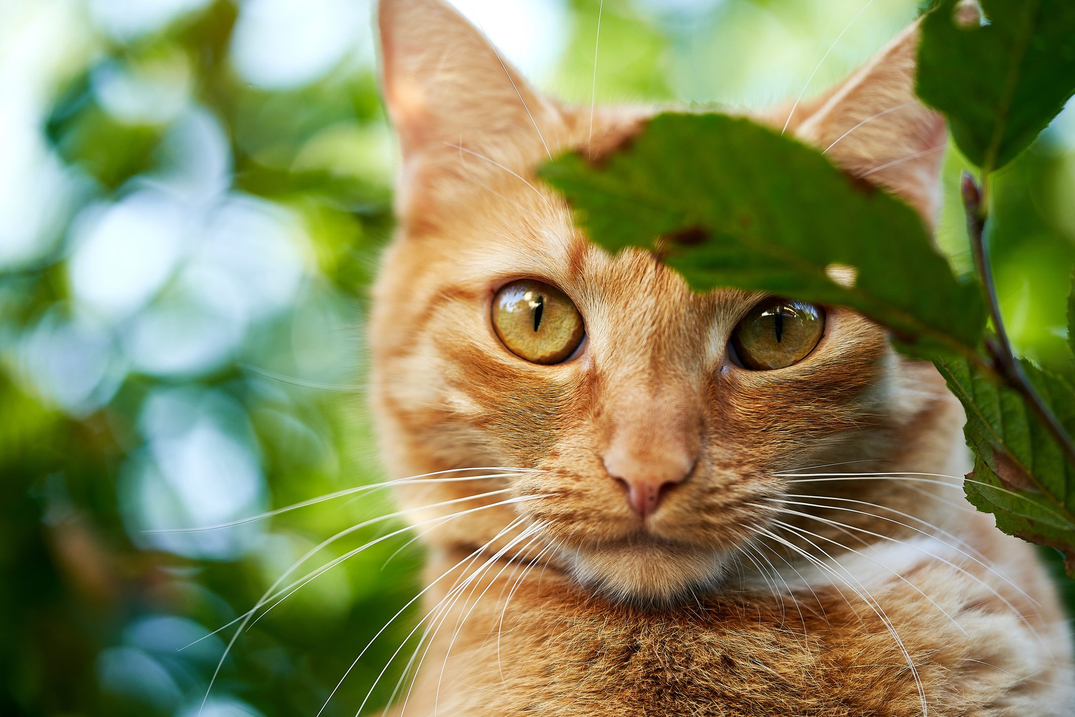 Scoperto in Corsica il gatto-volpe: potrebbe essere una nuova specie di gatto selvatico | Ohga!