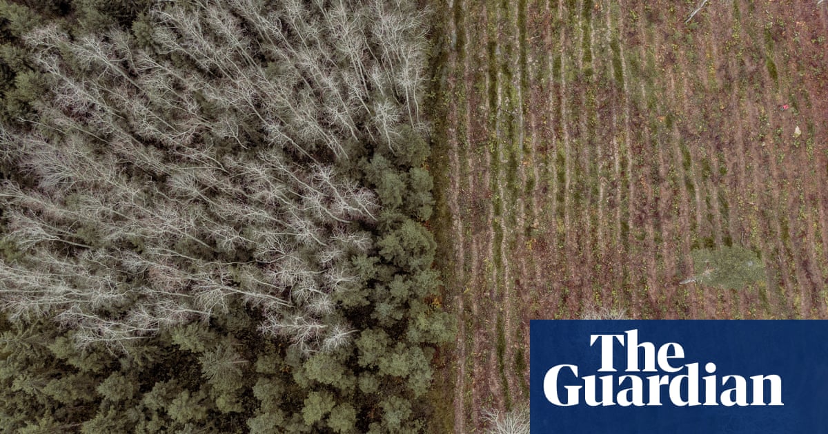 'Carbon-neutrality is a fairy tale': how the race for renewables is burning Europe's forests | World news | The Guardian