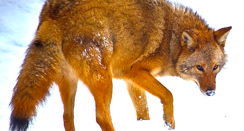 Una nuova specie: mix di lupi, coyote e cani - Mente Digitale