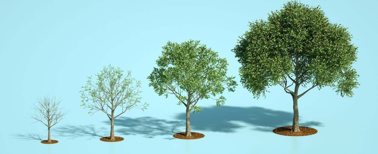 Milioni di alberi promessi servono a poco: la riforestazione sbagliata è un boomerang - HuffPost Italia