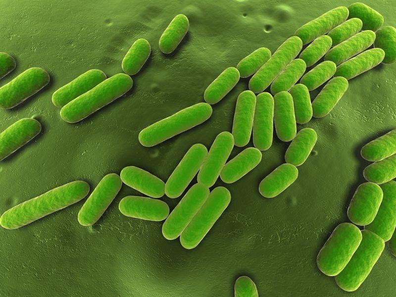 Batteri sotterranei che trasformano CO2 in minerale solido potrebbero aiutare a catturare gas serra » Scienze Notizie