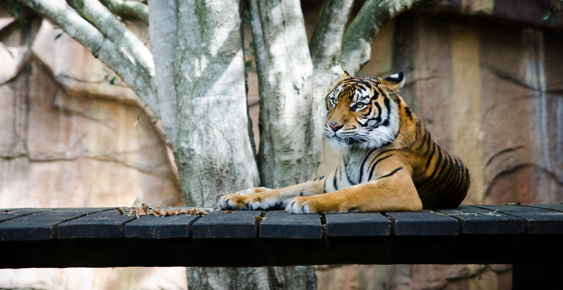 Giardini Zoologici: prigioni o santuari? - Clubbez - Blog Ecologico