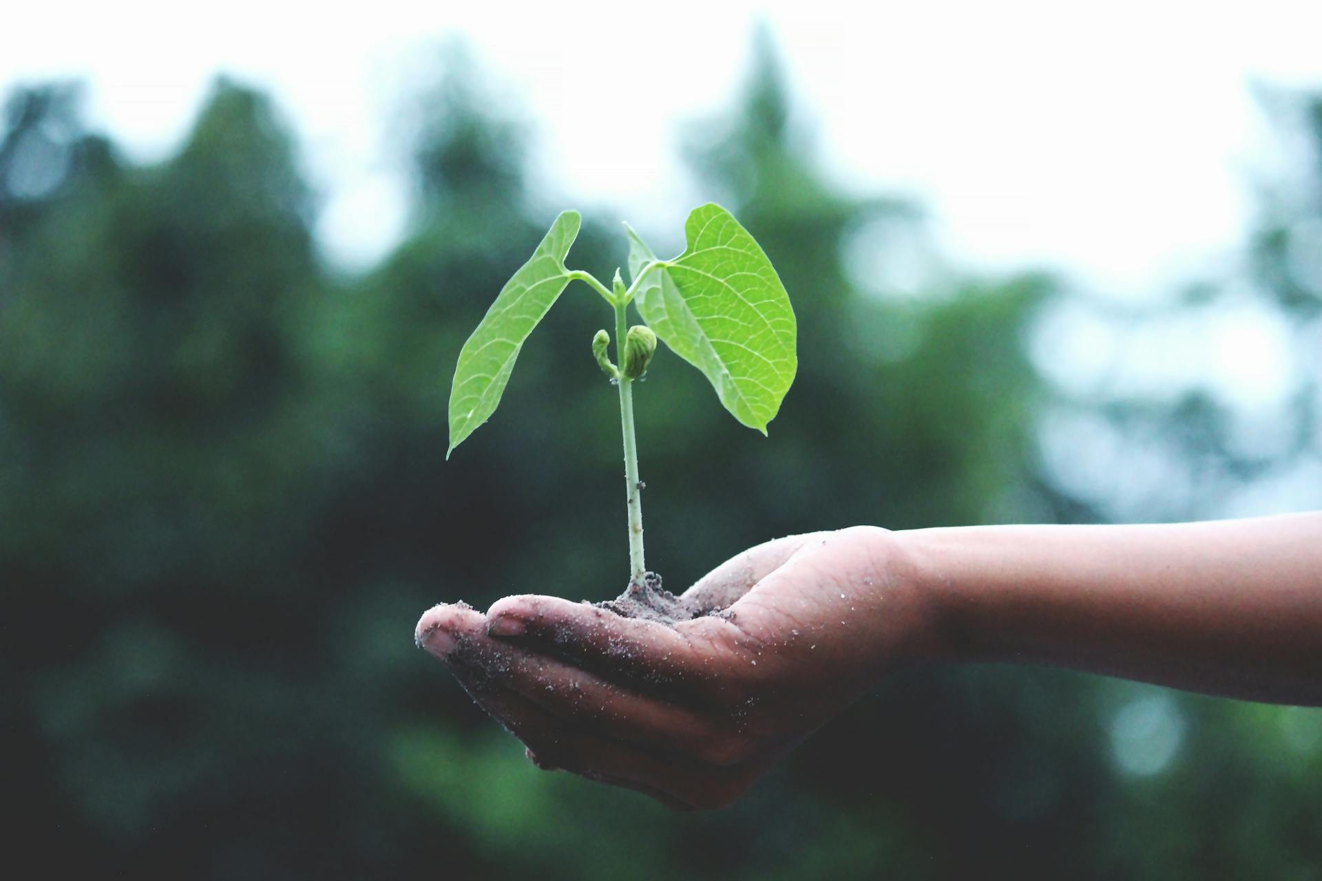 Agricoltura Integrata: cosa la rende diversa? - Clubbez - Blog Ecologico